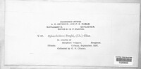 Sporisorium sorghi image